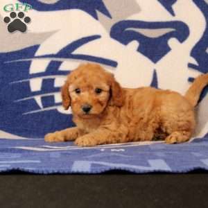 Rain, Mini Goldendoodle Puppy